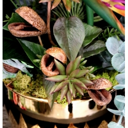 Kompozycja PREMIUM STRELICJE gumowe LUX w złotej osłonce